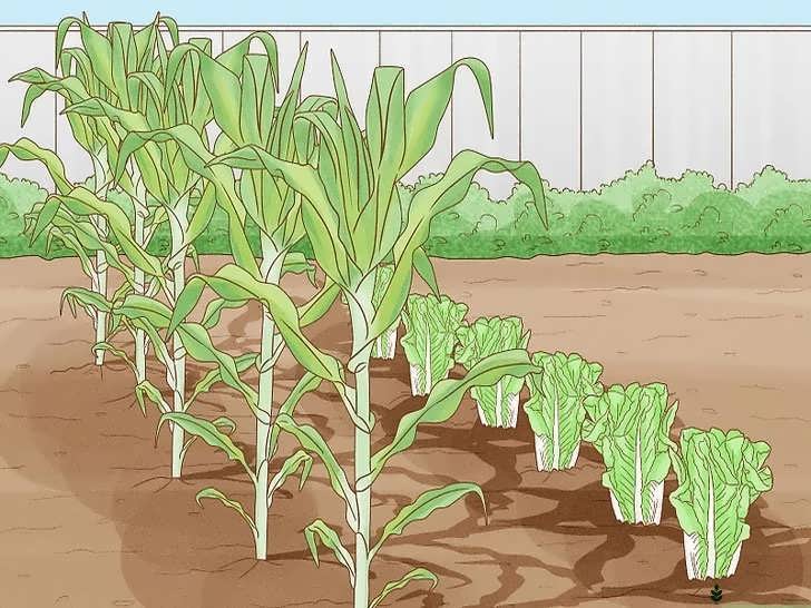 کاشت همراه گیاهان