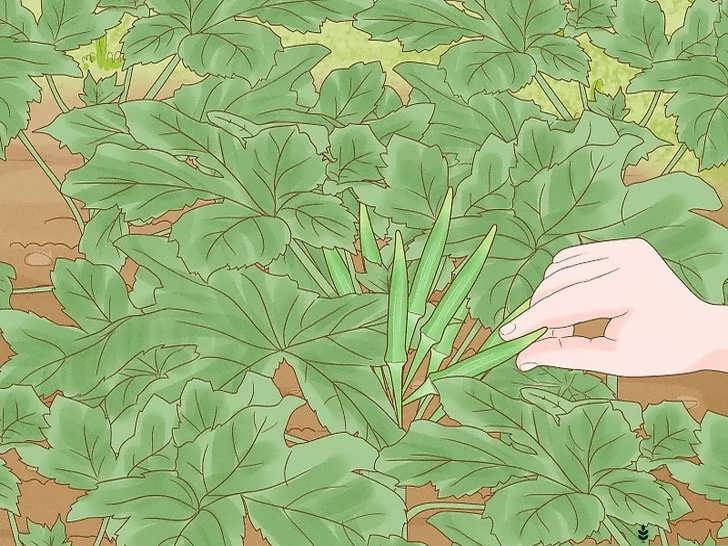 بُرِش و رشد دوباره