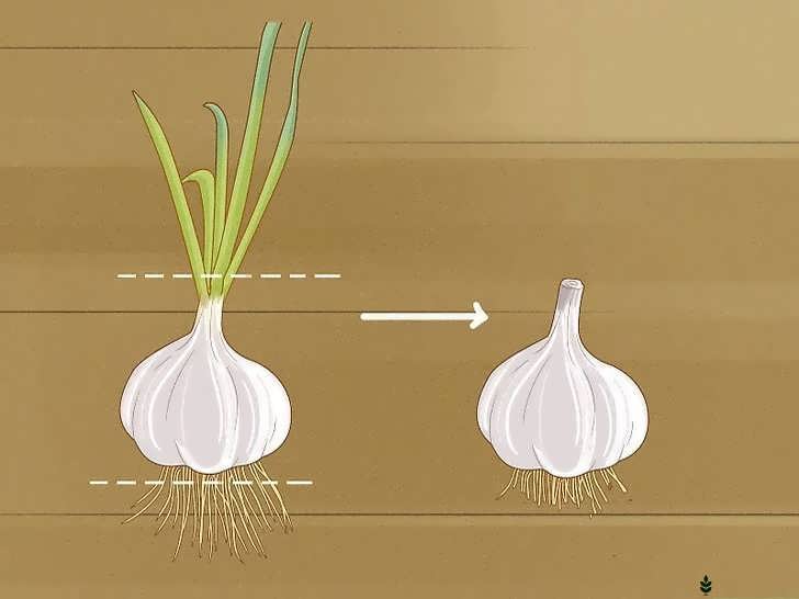 بریدن ساقه گل سیر