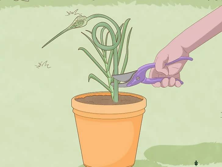 بریدن ساقه گل سیر