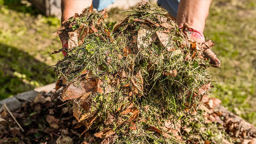 مالچ چمن بریده شده