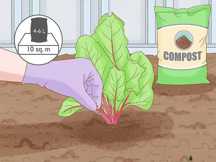 کوددهی چغندر