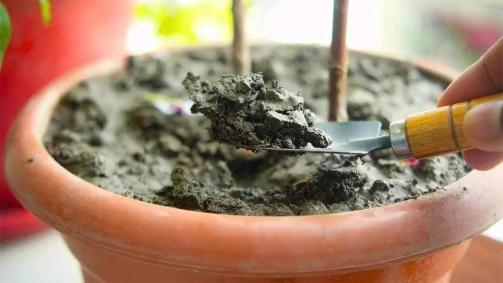 کوددهی خارج از ریشه