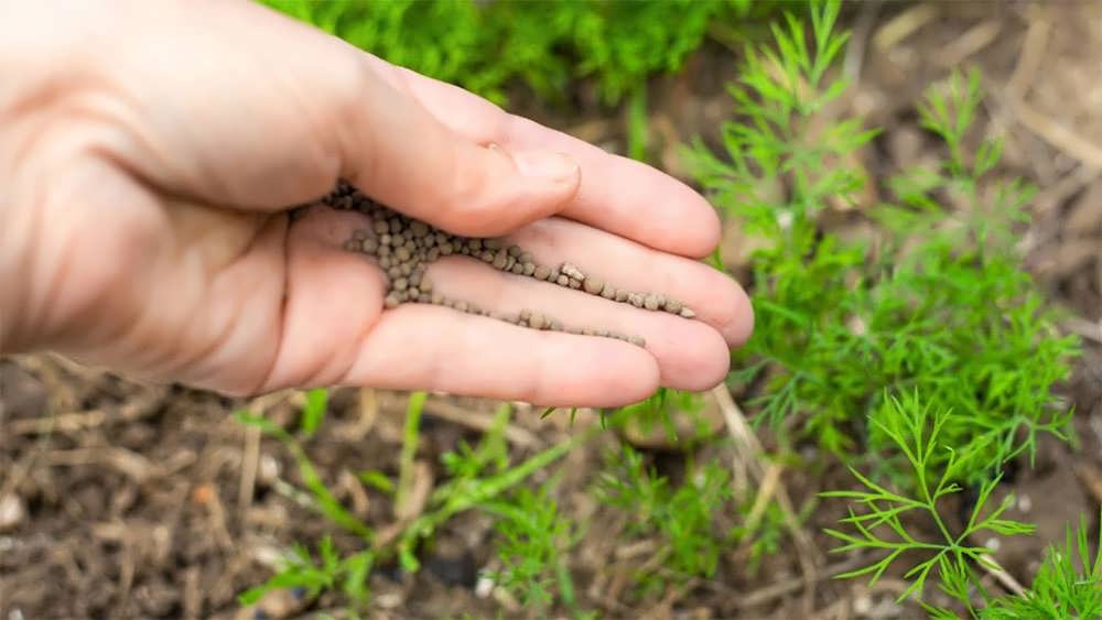 کوددهی به شوید