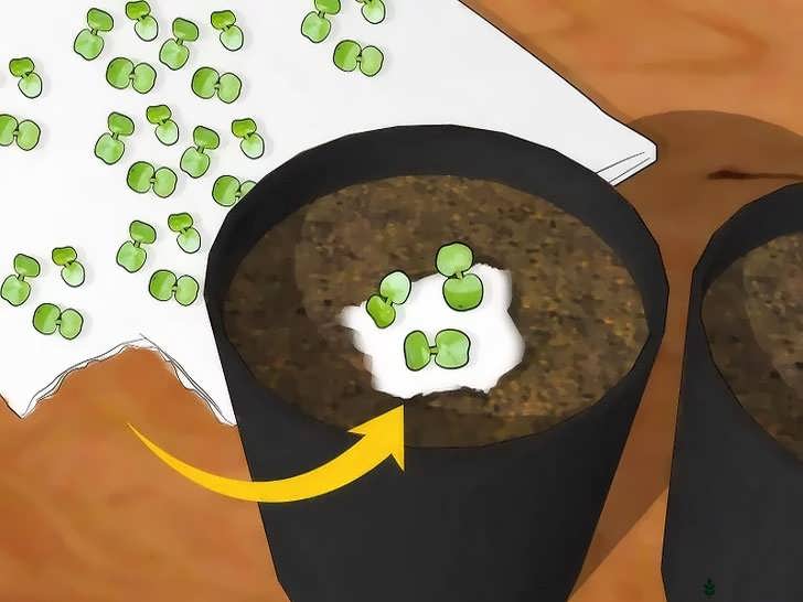 بذرهای جوانه زده