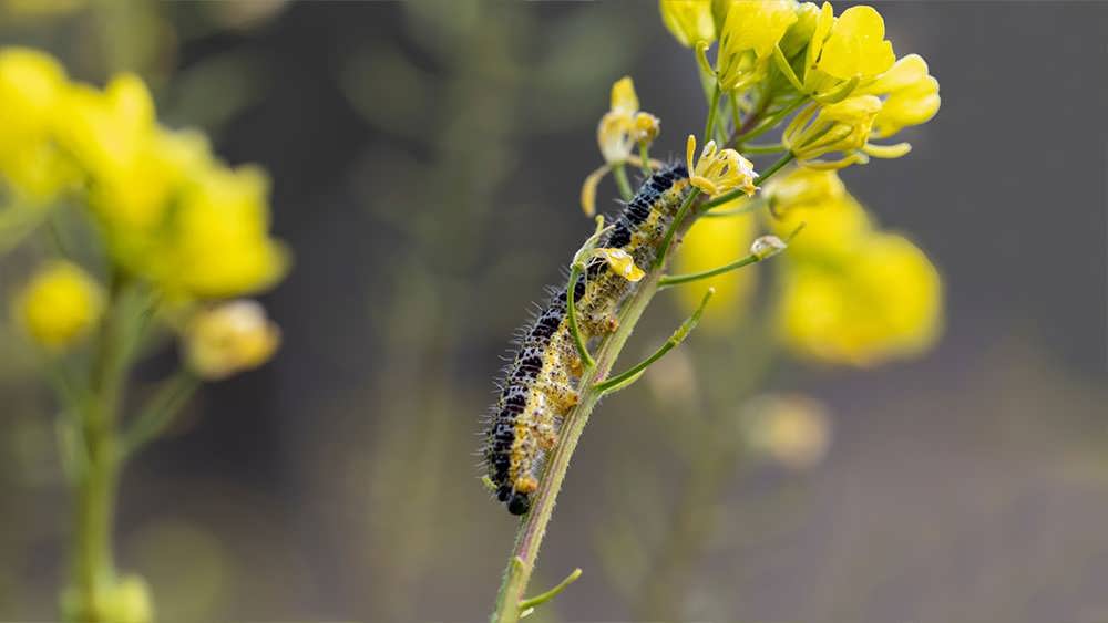 کرم ابریشم روی خردل