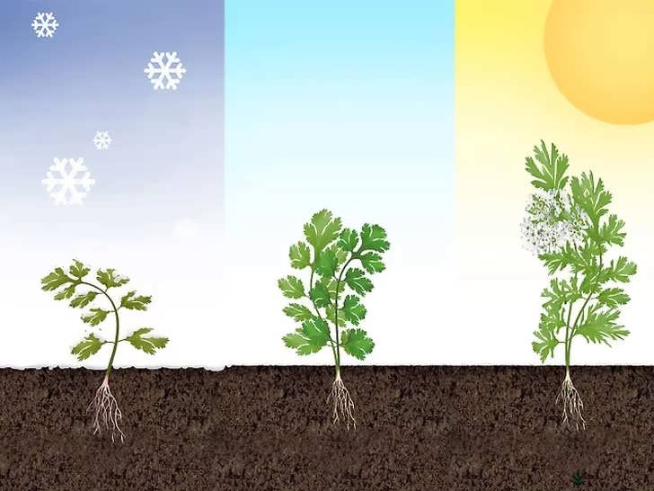 پرورش آناناس در خانه