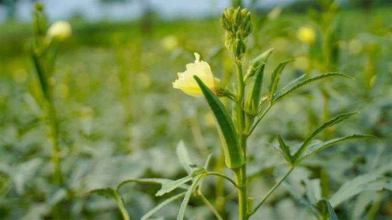 پس زمینه پرورش بامیه