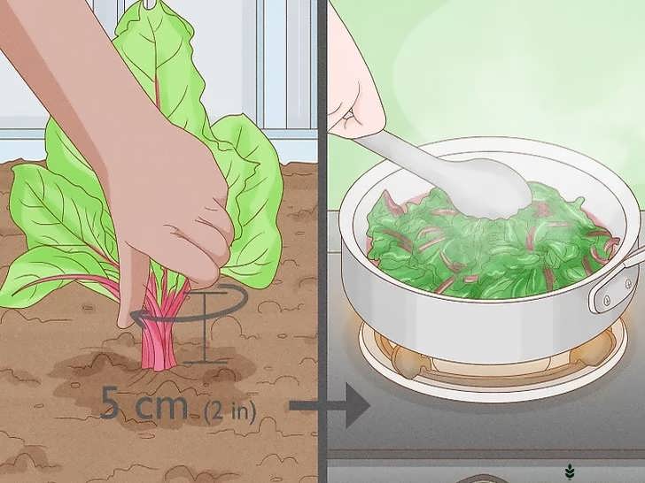 مراقبت از برگ ها هنگام برداشت