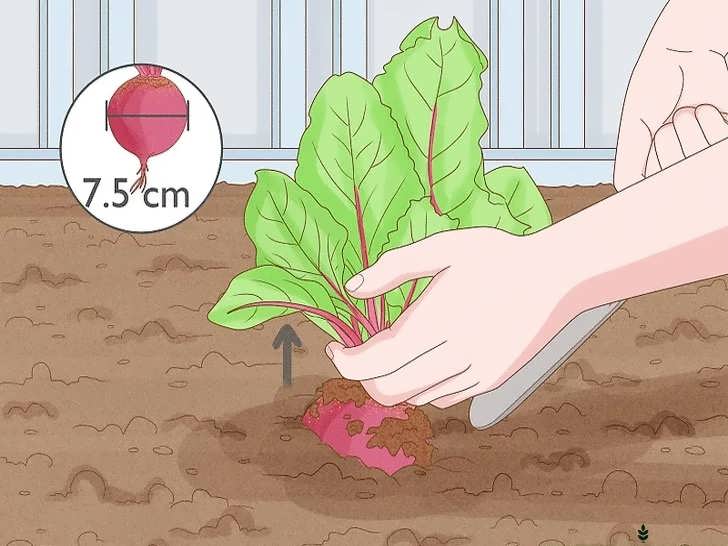 برداشت چغندر