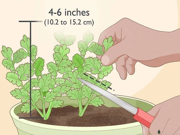 برداشت گشنیز در گلدان