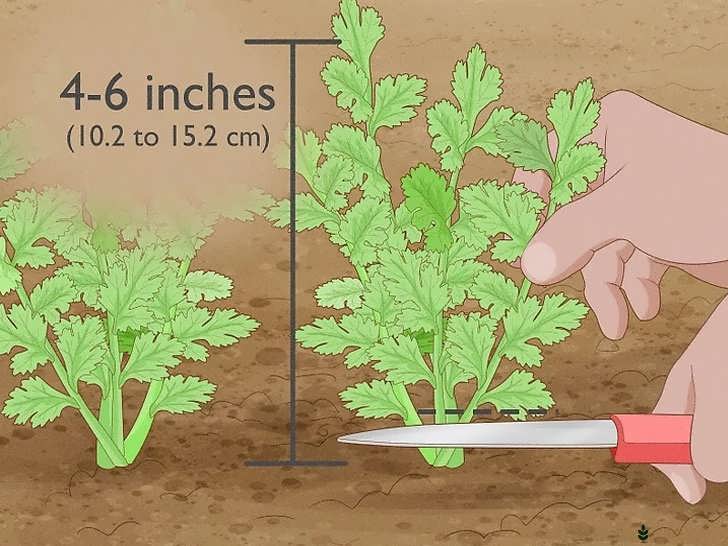 برداشت گشنیز