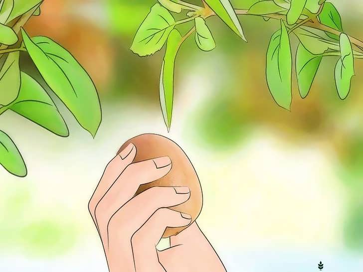 برداشت میوه کیوی