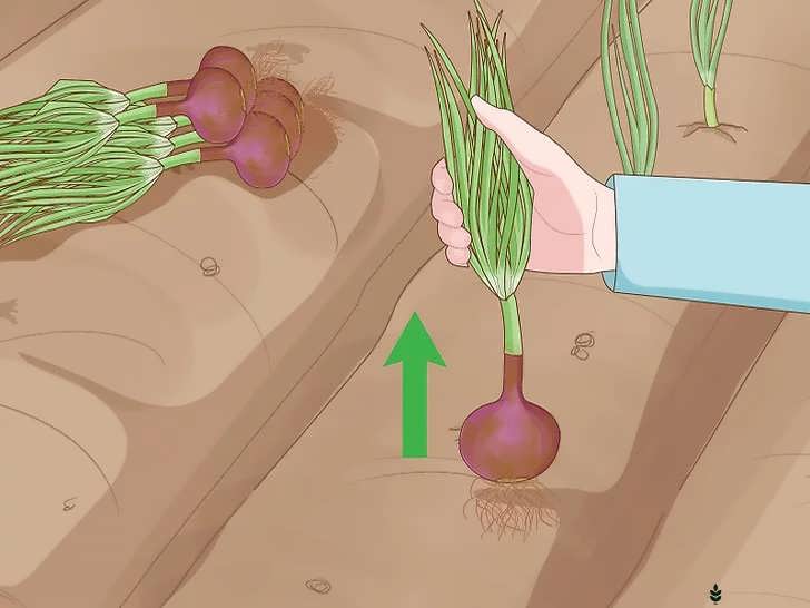 برداشت پیاز