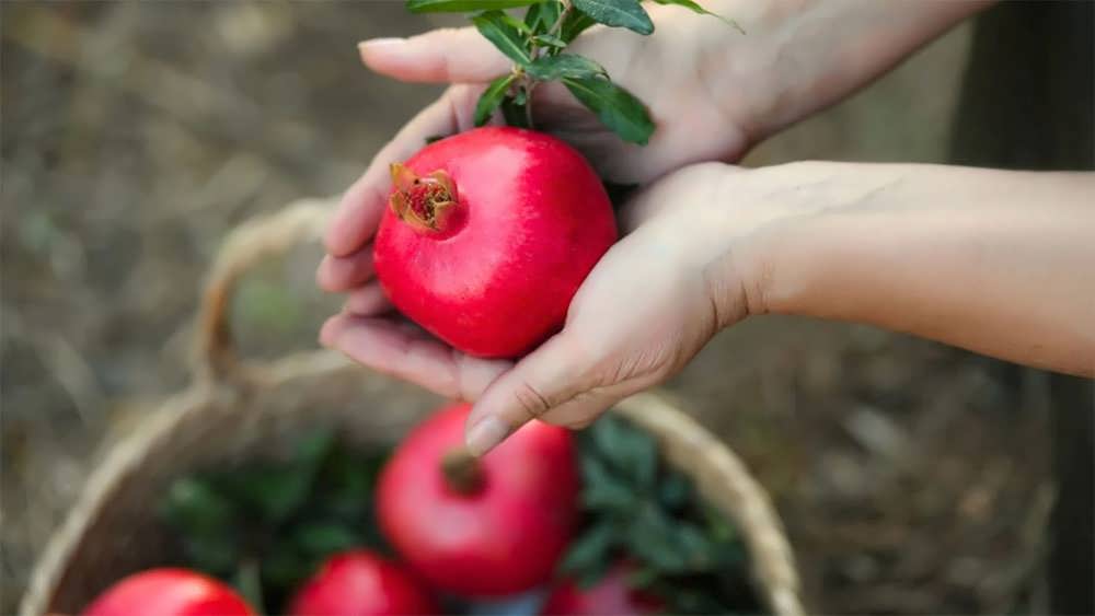 برداشت انار