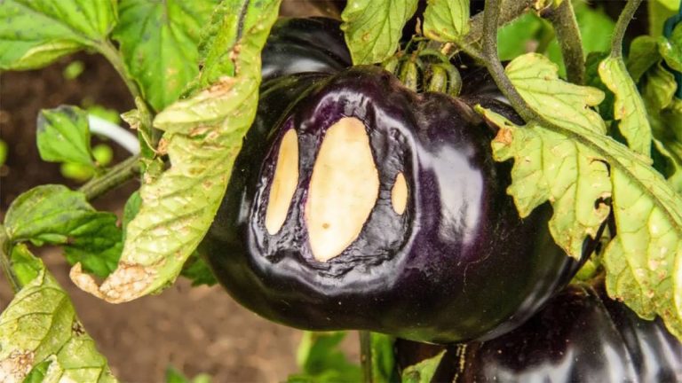 آفتاب سوختگی در گیاهان