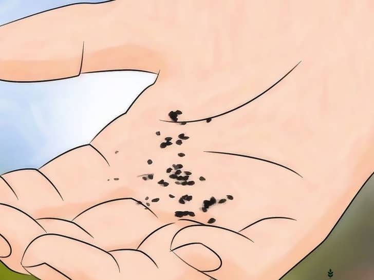 بذرهای کیوی