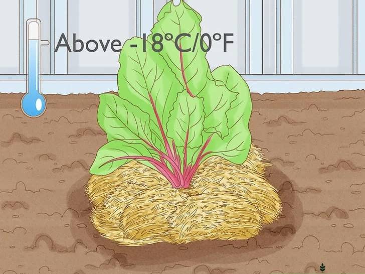 باقی گذاشتن چغندر در خاک