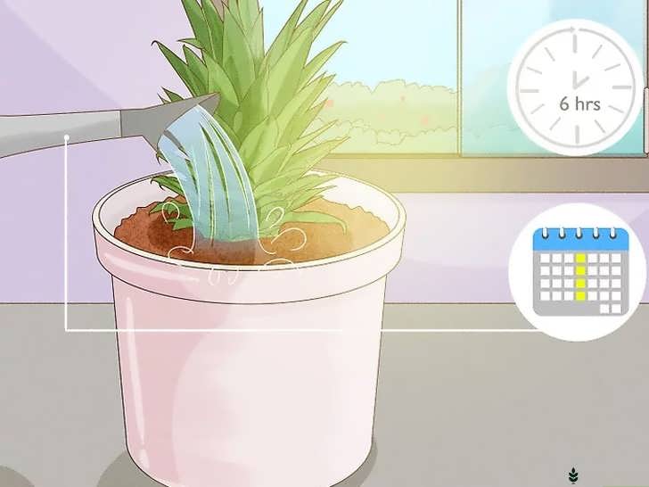 نور و آبیاری