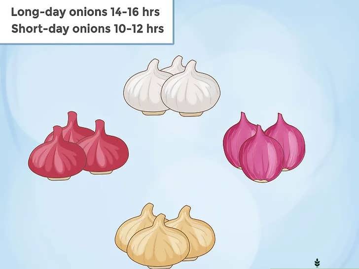 پیازهای روزبلند و روزکوتاه