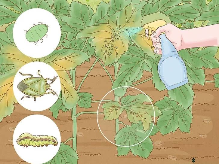 بررسی و کنترل آفات بامیه