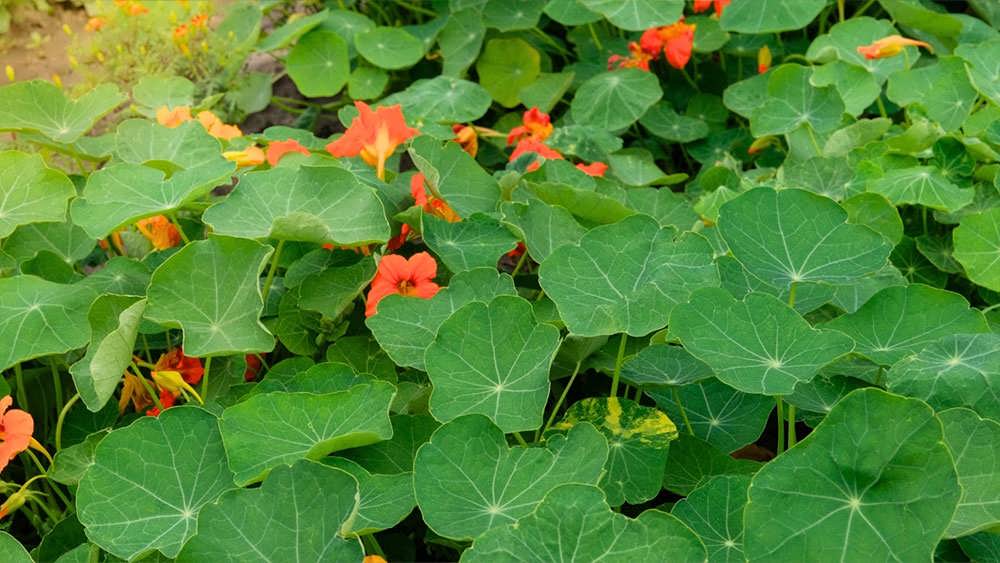 پرورش گل لادن