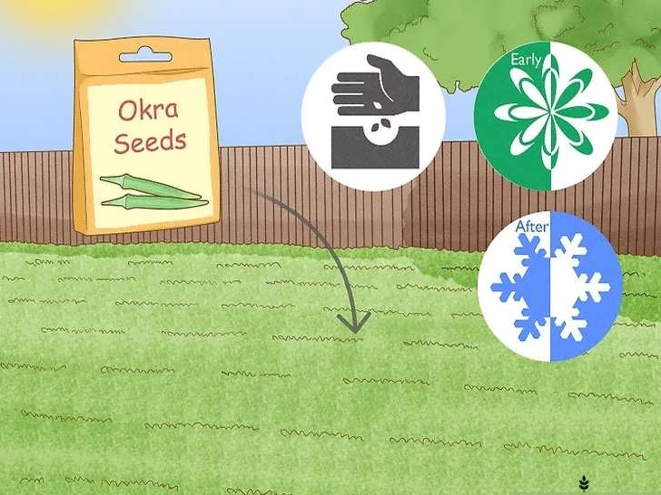 شروع کاشت بذر بامیه