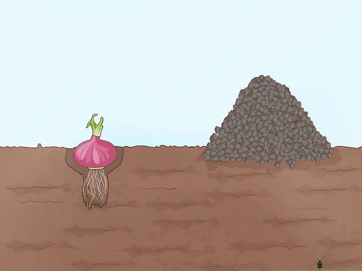 عمق صحیح کاشت پیاز