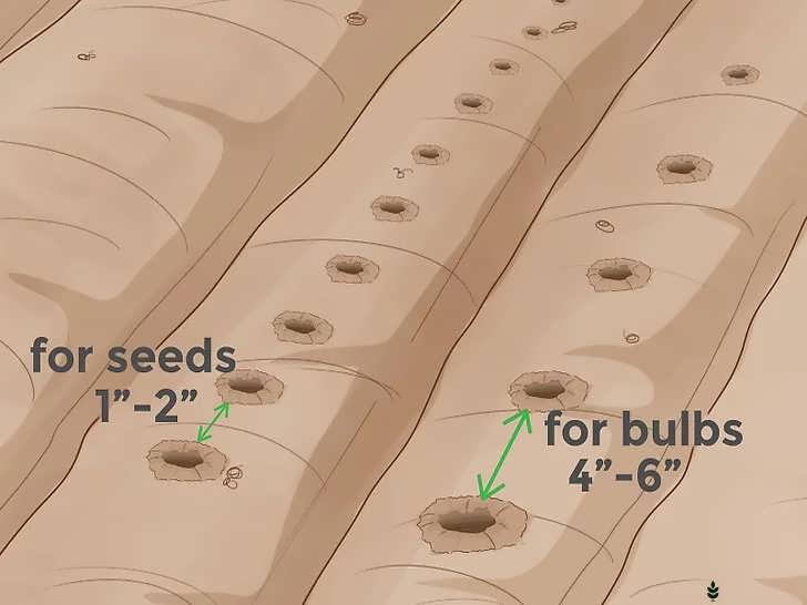 فاصله و عمق کاشت