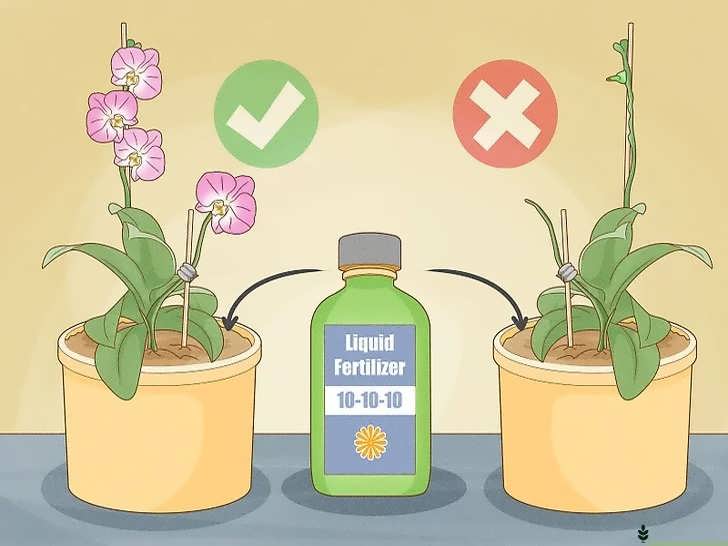 کوددهی ارکیده