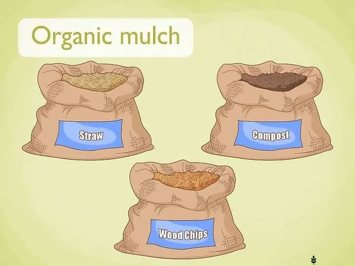 انواع مالچ آلی