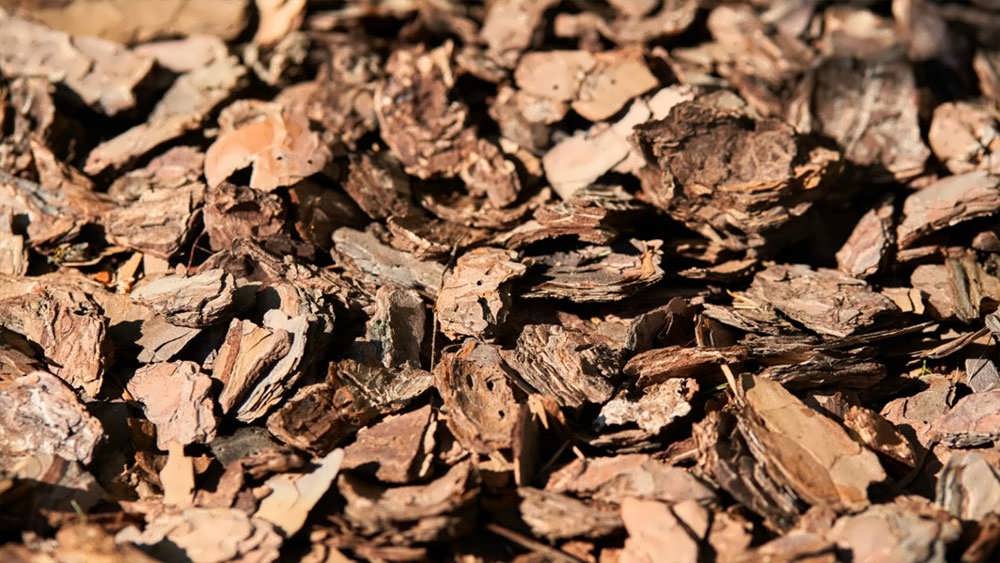 مالچ پوست کاج