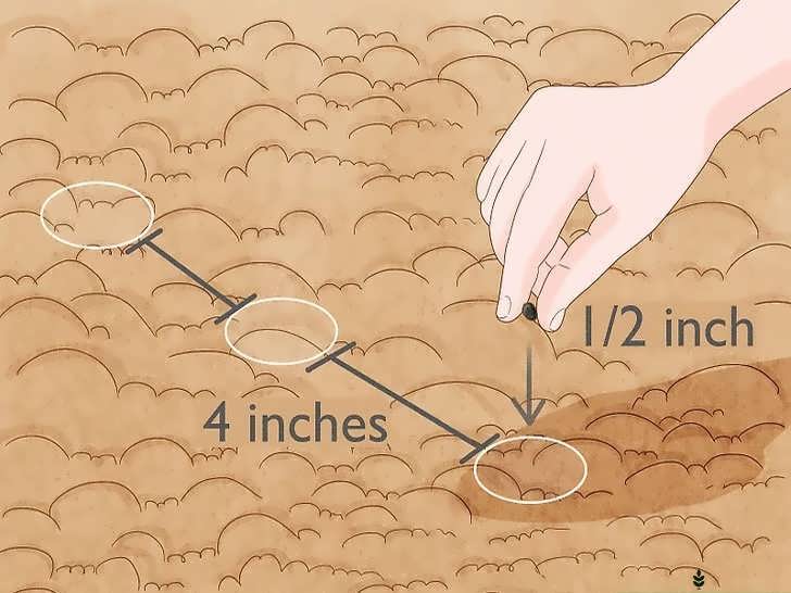 کاشت بذر بامیه