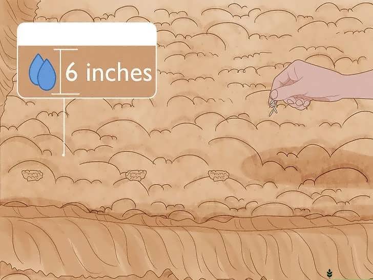 کاشت بذر برنج