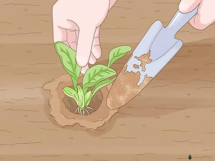 کاشت بذر یا نشا