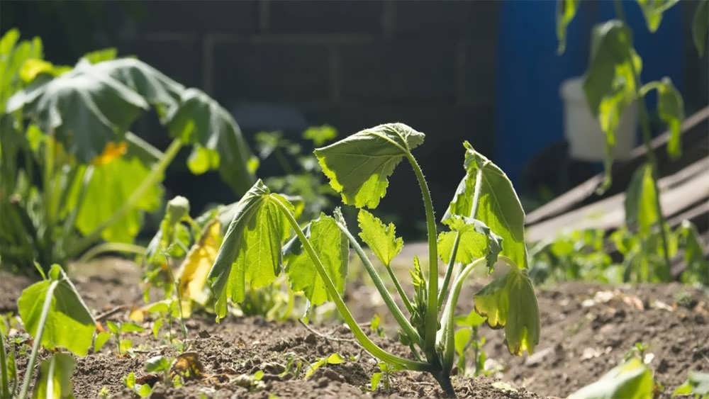 گیاه با برگ های افتاده