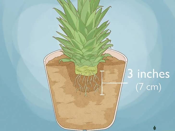 کاشت تاج ریشه دار