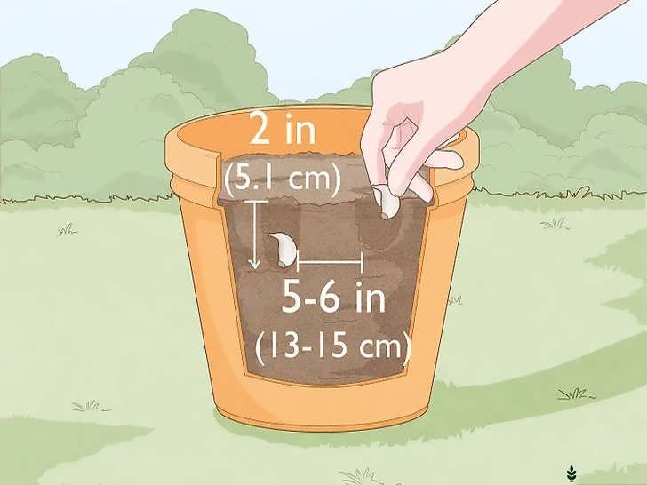 عمق و فاصله کاشت