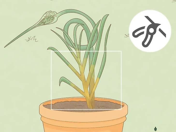 کوتاه کردن بعد از برداشت