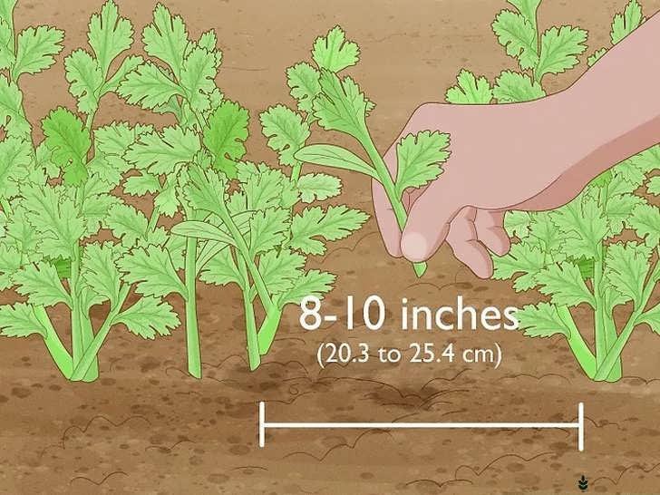 جلوگیری از شلوغی بوته ها