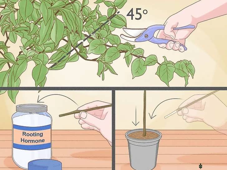 تکثیر با قلمه