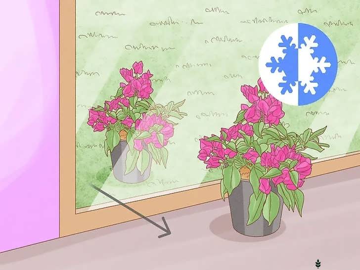 محافظت از یخ زدگی/سرما