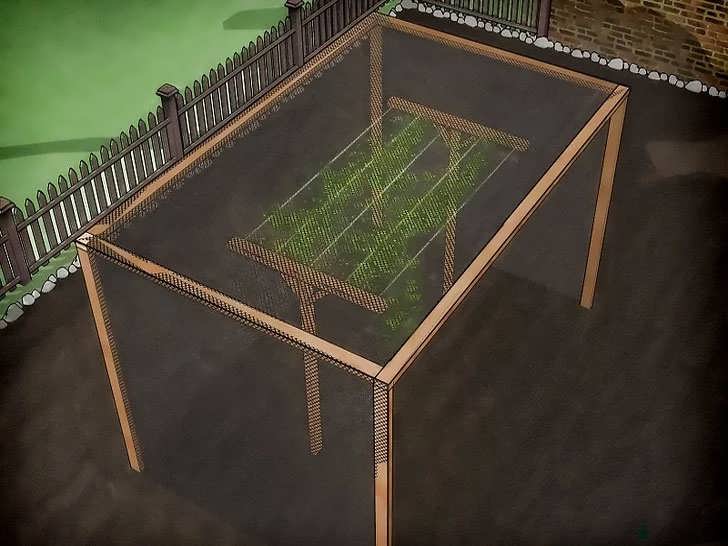 محافظت از کیوی در برابر حیوانات