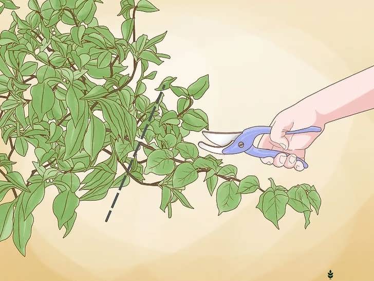 هرس گل کاغذی