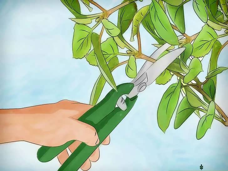 هرس کردن گیاه کیوی