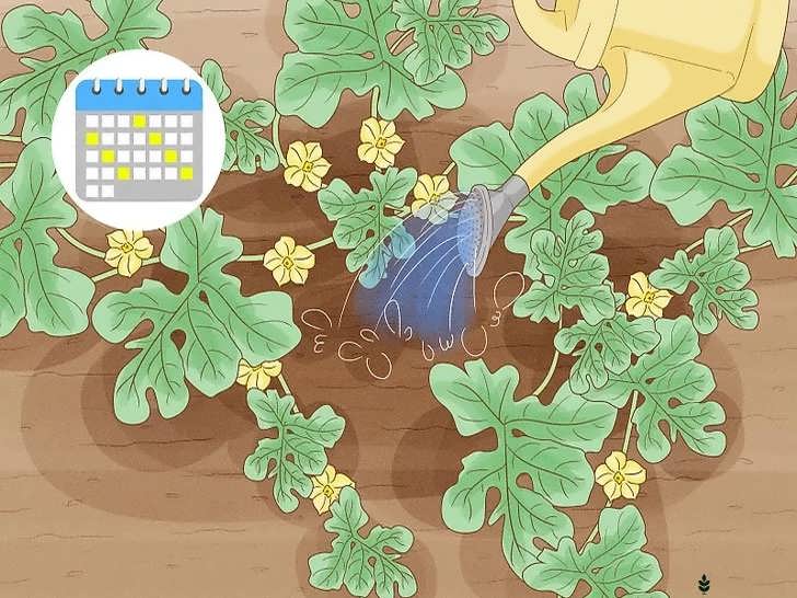 آبیاری در زمان گل دهی