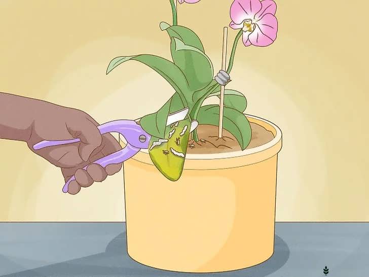 حذف برگ های بیمار