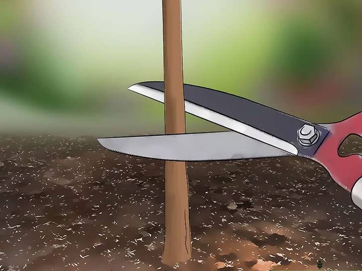 حذف گیاهان نر