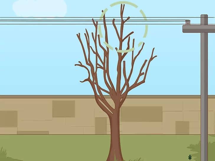 حذف شاخه های مزاحم