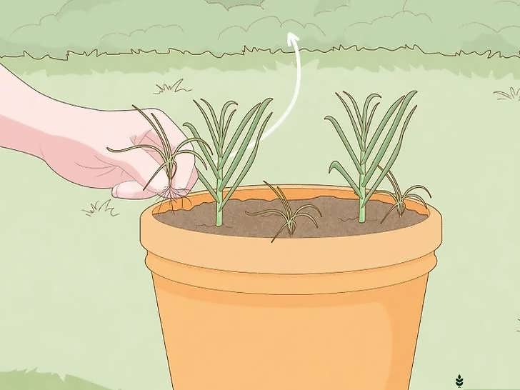 حذف علف های هرز